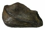 Fossil Whale Ear Bone - Miocene #136897-1